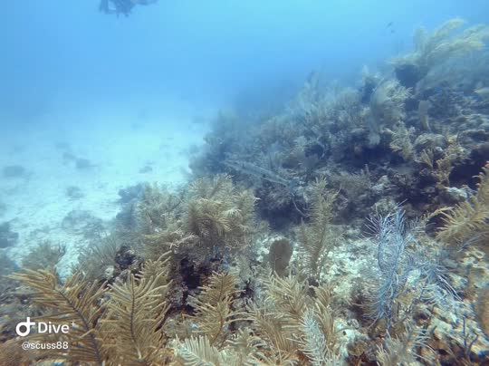 Dive+领路人的帖子