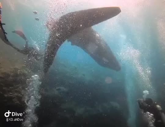 Dive+領路人的帖子