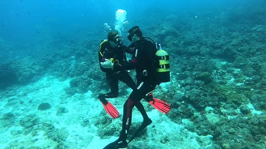 Dive+领路人的帖子