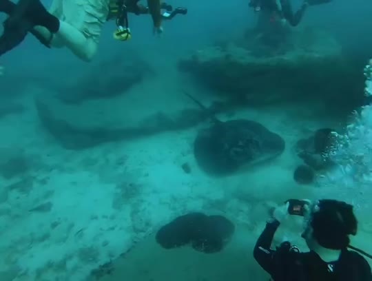 Dive+领路人的帖子