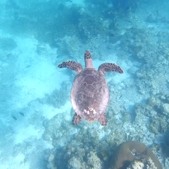 Dive+领路人的帖子