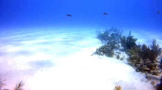 Dive+领路人的帖子