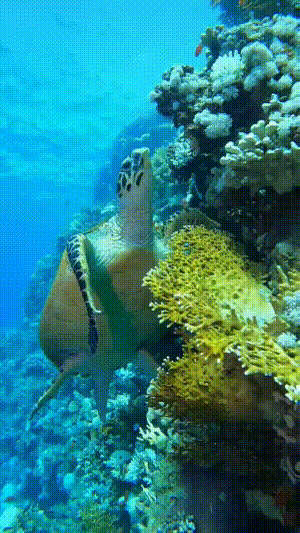 Dive+社區(qū)熱門(mén)帖子