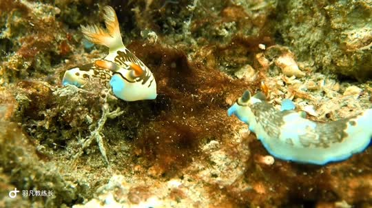 Dive+領路人的帖子