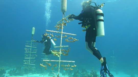 Dive+领路人的帖子