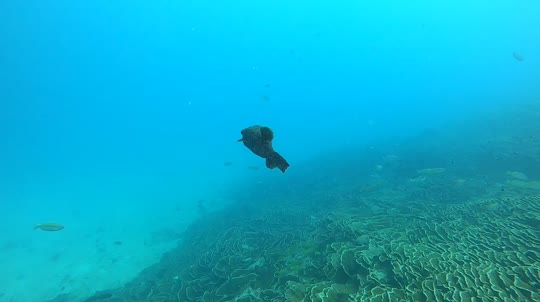 Dive+领路人的帖子