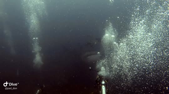 Dive+领路人的帖子