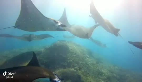 Dive+領路人的帖子