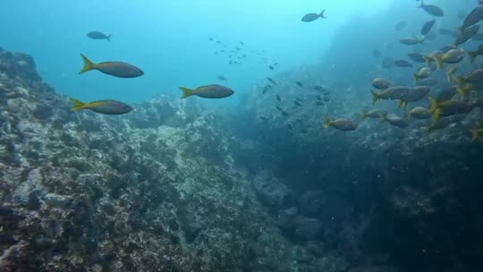 Dive+领路人的帖子