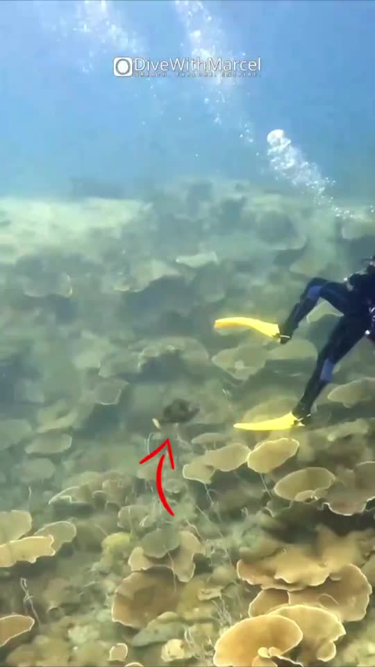 Dive+領路人的帖子