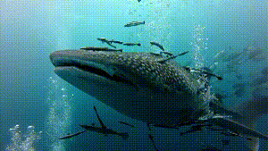 Dive+社區(qū)熱門(mén)帖子