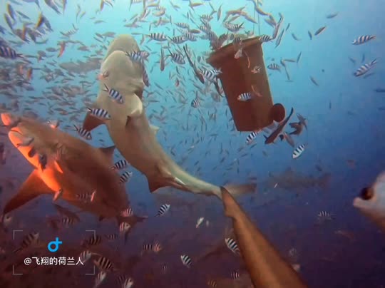 Dive+领路人的帖子