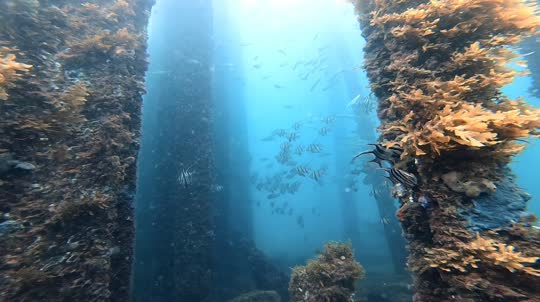 Dive+领路人的帖子