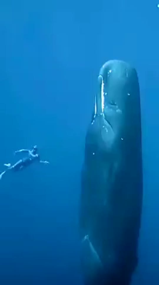 Dive+领路人的帖子