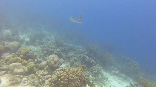 Dive+领路人的帖子