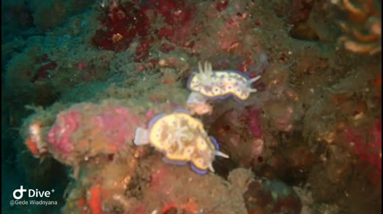 Dive+領路人的帖子