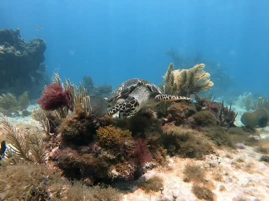 Dive+领路人的帖子