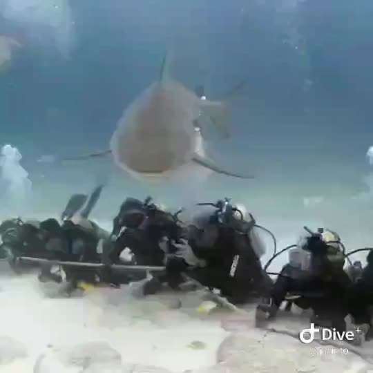Dive+领路人的帖子