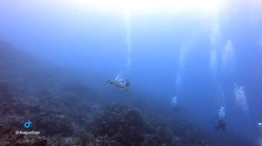 Dive+领路人的帖子