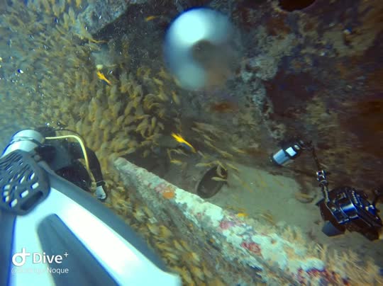 Dive+领路人的帖子