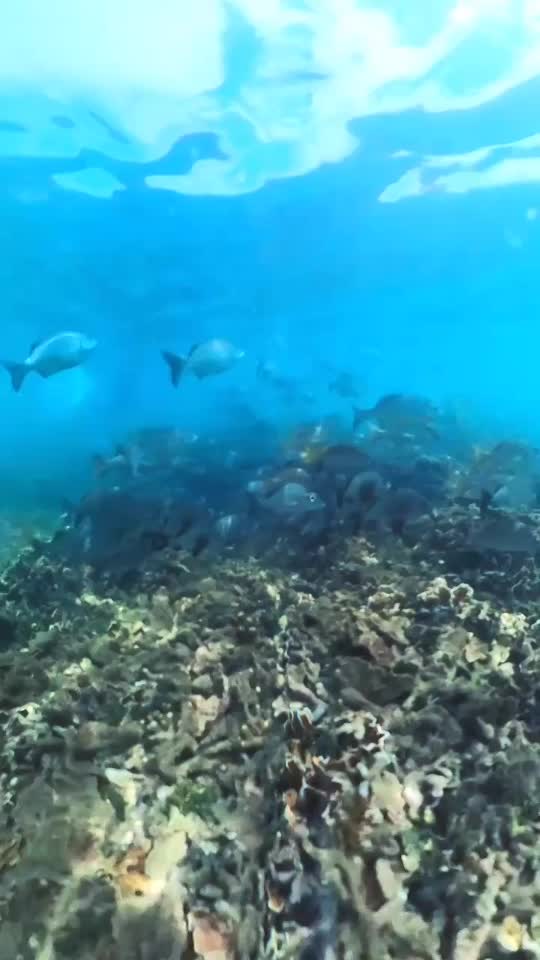 Dive+领路人的帖子