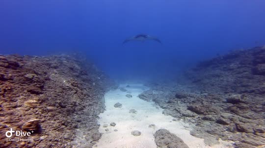 Dive+领路人的帖子