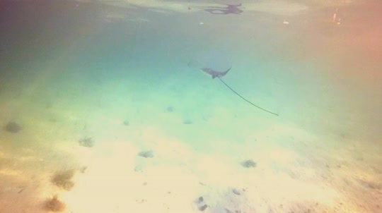 Dive+领路人的帖子