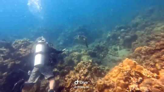 Dive+领路人的帖子