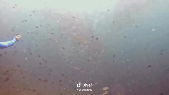 Dive+领路人的帖子