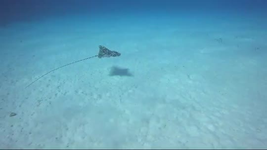 Dive+领路人的帖子