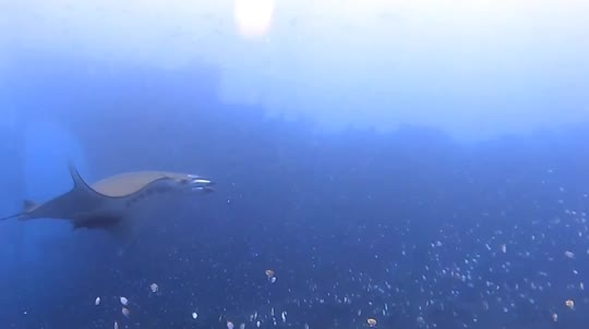 Dive+领路人的帖子