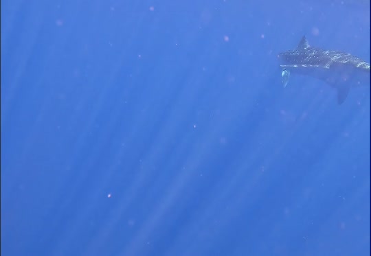 Dive+领路人的帖子