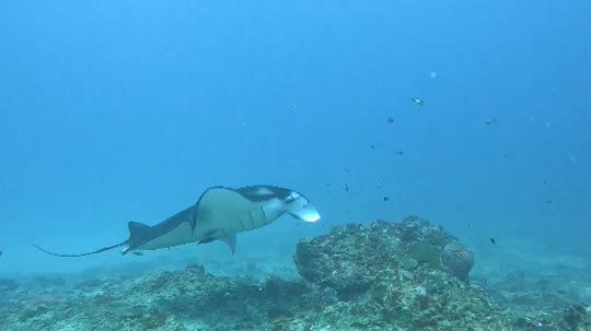 Dive+領路人的帖子