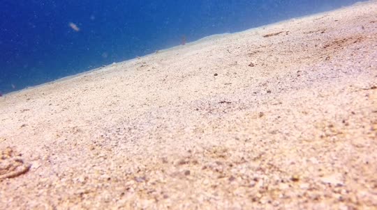 Dive+领路人的帖子