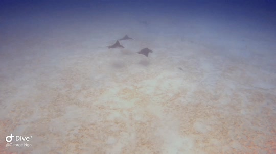 Dive+领路人的帖子