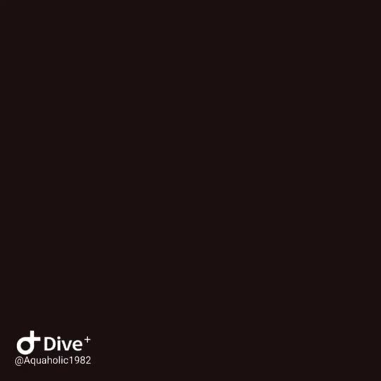 Dive+领路人的帖子