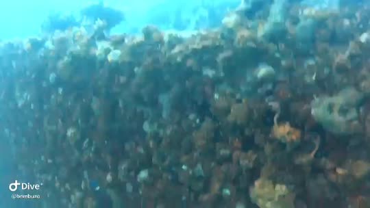 Dive+领路人的帖子
