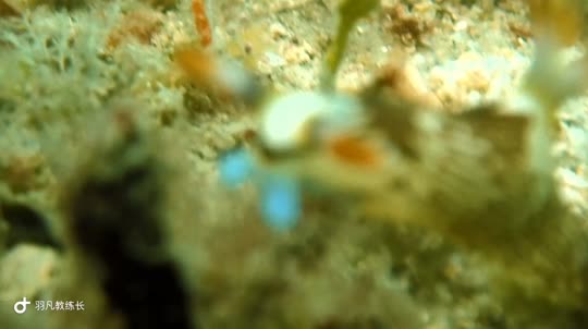 Dive+領路人的帖子