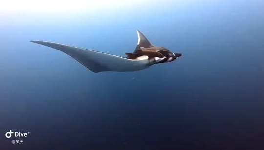 Dive+領路人的帖子