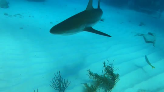 Dive+领路人的帖子