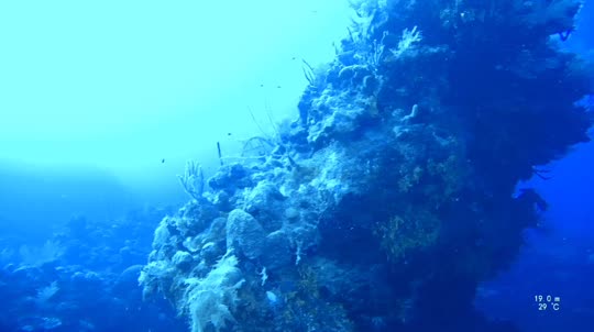 Dive+领路人的帖子