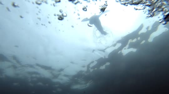 Dive+领路人的帖子