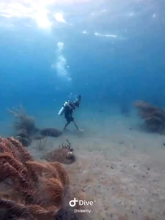 Dive+领路人的帖子
