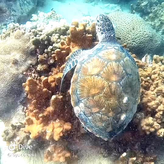Dive+领路人的帖子