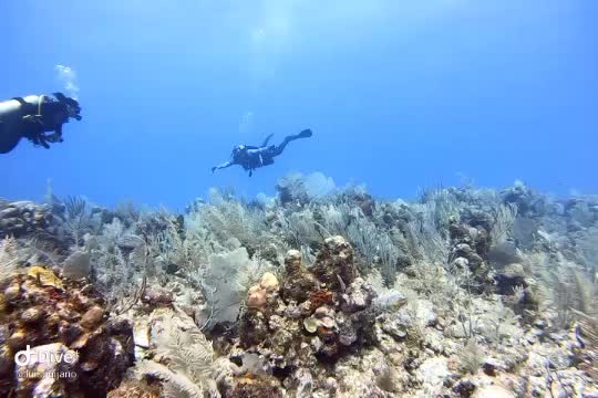 Dive+领路人的帖子