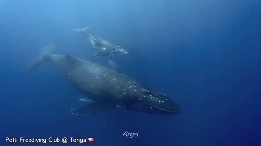 Dive+领路人的帖子