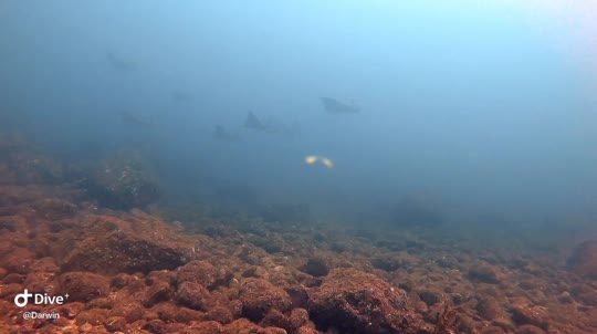 Dive+领路人的帖子
