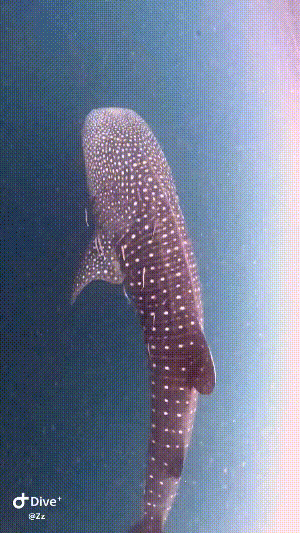 Dive+社區(qū)熱門帖子