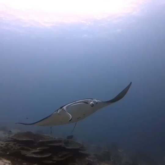 Dive+领路人的帖子