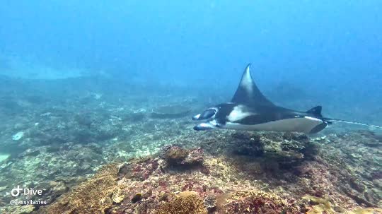 Dive+領路人的帖子